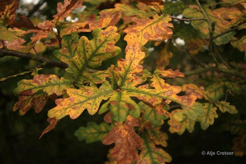 Herfstplaatjes 13.jpg - De herfst is begonnen