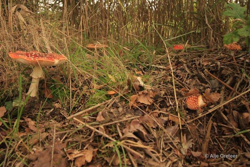 Herfstplaatjes 15.jpg - De herfst is begonnen