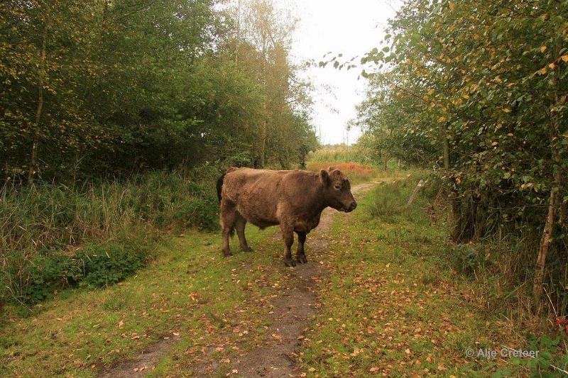 Herfstplaatjes 20.jpg - De herfst is begonnen