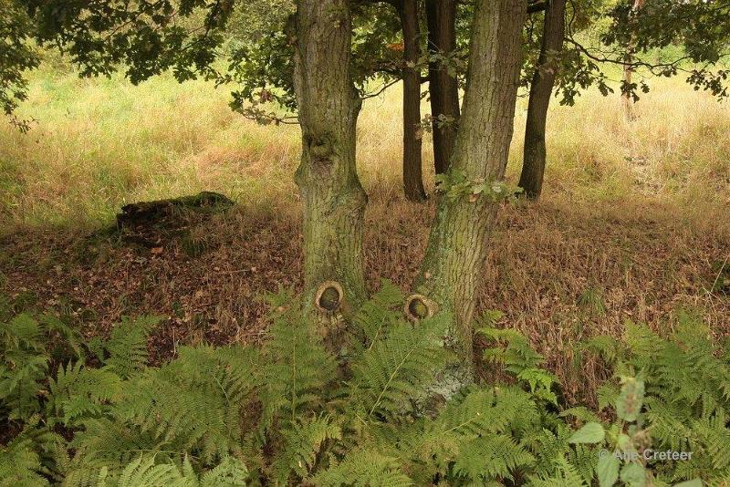 Herfstplaatjes 28.jpg - De herfst is begonnen