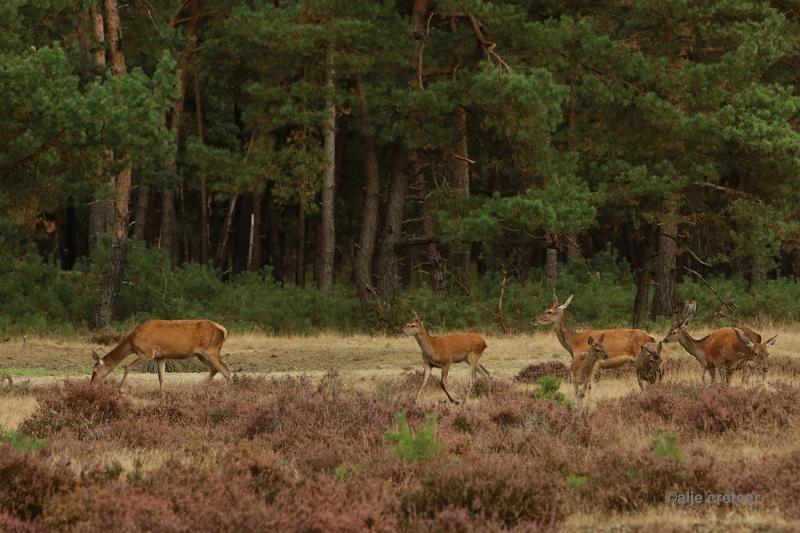 26 sept.2016  06.JPG - Veluwe 2016