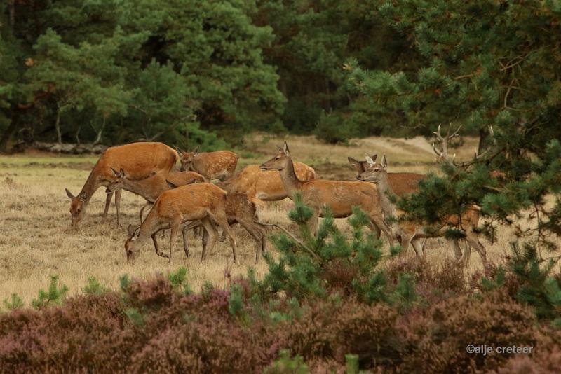 26 sept.2016  27.JPG - Veluwe 2016