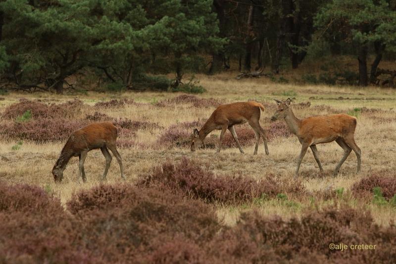 26 sept.2016  55.JPG - Veluwe 2016