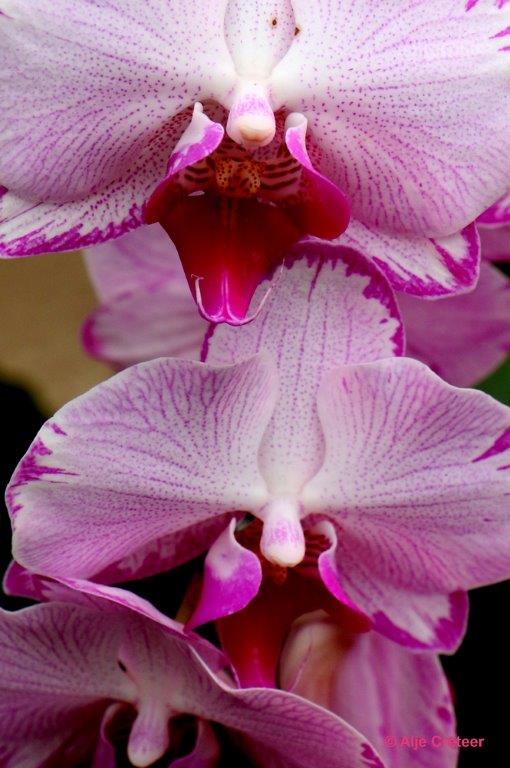 Orchidee  01.jpg - Orchidee 2017