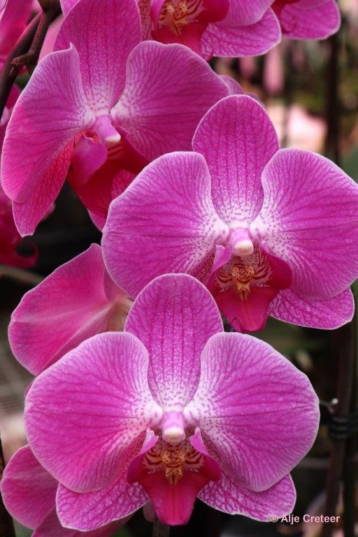 Orchidee  04.jpg - Orchidee 2017