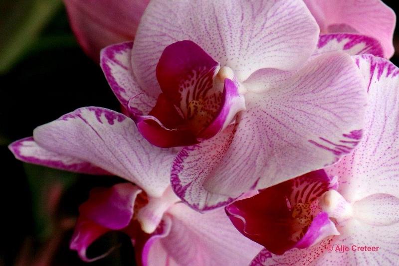 Orchidee  10.jpg - Orchidee 2017