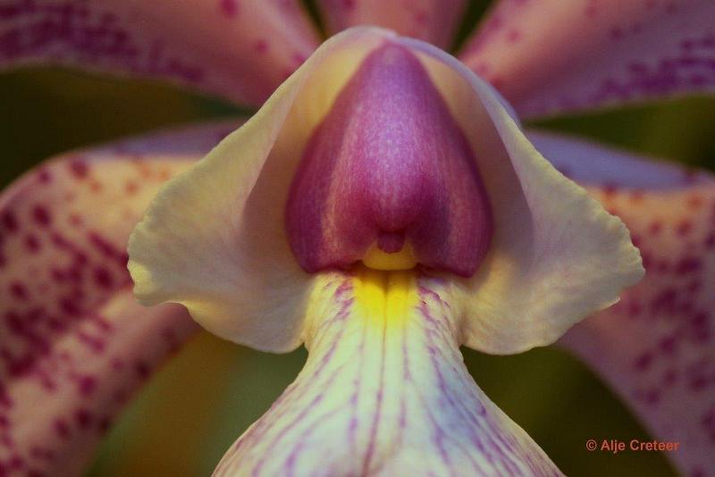 Orchidee  102.jpg - Orchidee 2017