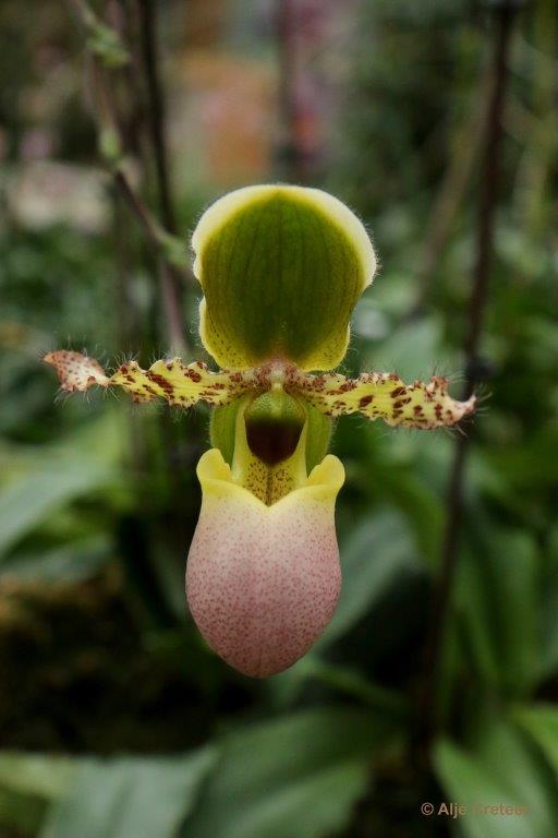 Orchidee  68.jpg - Orchidee 2017