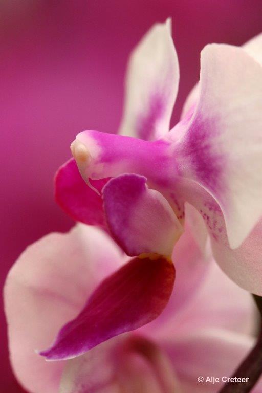 Orchidee  75.jpg - Orchidee 2017