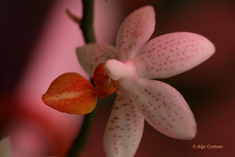 Orchidee  88.jpg - Orchidee 2017