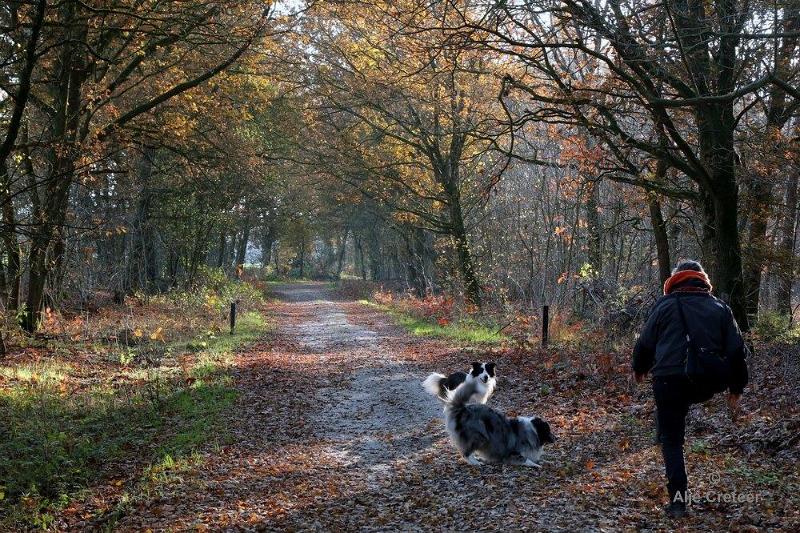 Wandeling 22 November  2017  04.jpg - Wandeling 22 november 2017