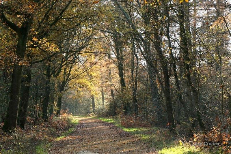 Wandeling 22 November  2017  19.jpg - Wandeling 22 november 2017