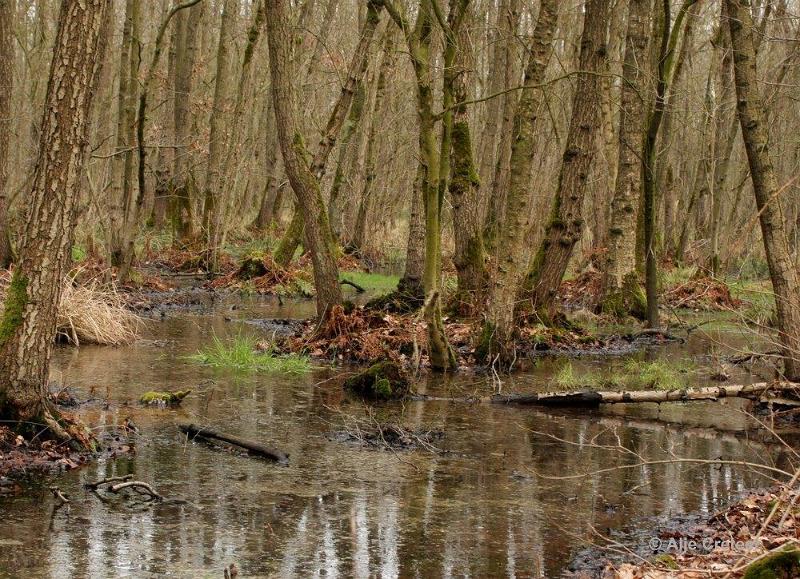 Wandeling 19 Februari 2017  16.jpg - Wandeling Cranendonck