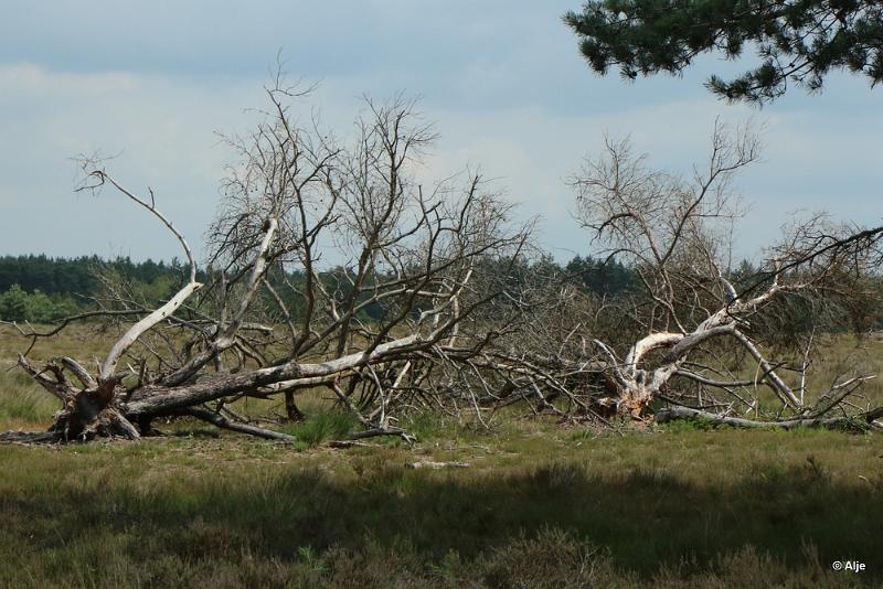 klein_0H0A6486-001.JPG - Cartierheide juli 2019