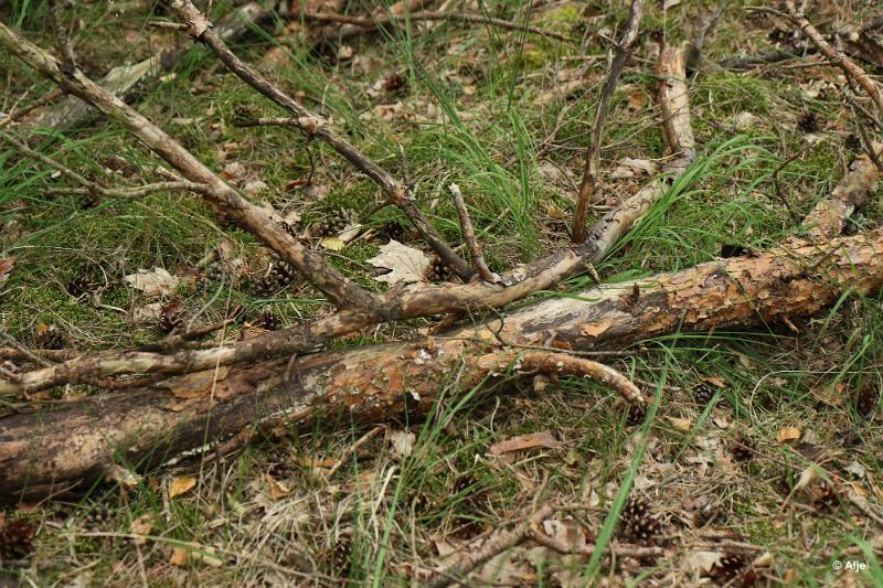 bdDroogte in Brabant 2019 02.JPG - Droogte in Brabant