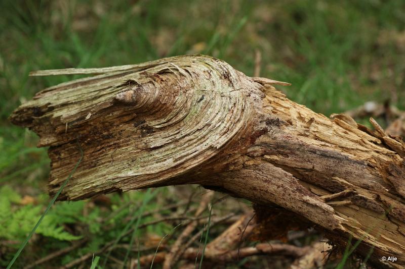 bdDroogte in Brabant 2019 03.JPG - Droogte in Brabant