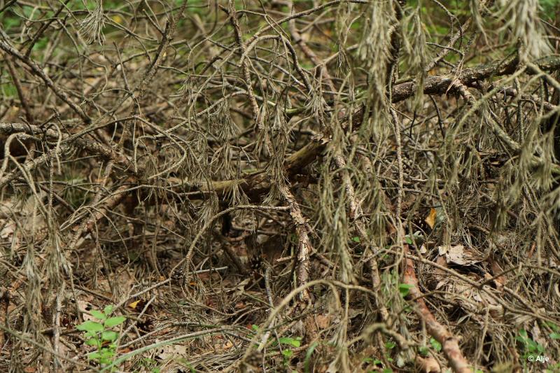 bdDroogte in Brabant 2019 05.JPG - Droogte in Brabant