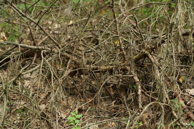 bdDroogte in Brabant 2019 06.JPG - Droogte in Brabant