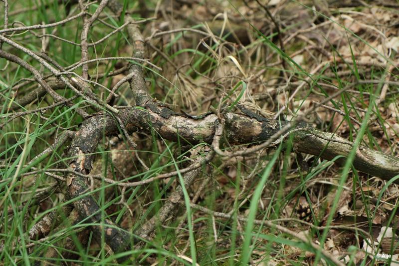 bdDroogte in Brabant 2019 09.JPG - Droogte in Brabant