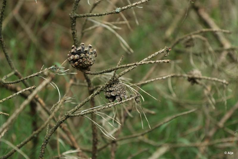 bdDroogte in Brabant 2019 14.JPG - Droogte in Brabant