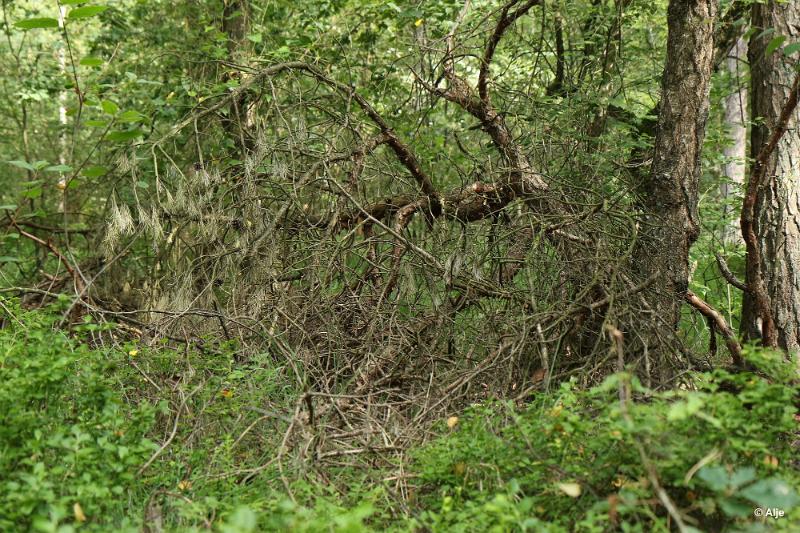 bdDroogte in Brabant 2019 15.JPG - Droogte in Brabant