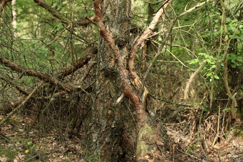 bdDroogte in Brabant 2019 16.JPG - Droogte in Brabant