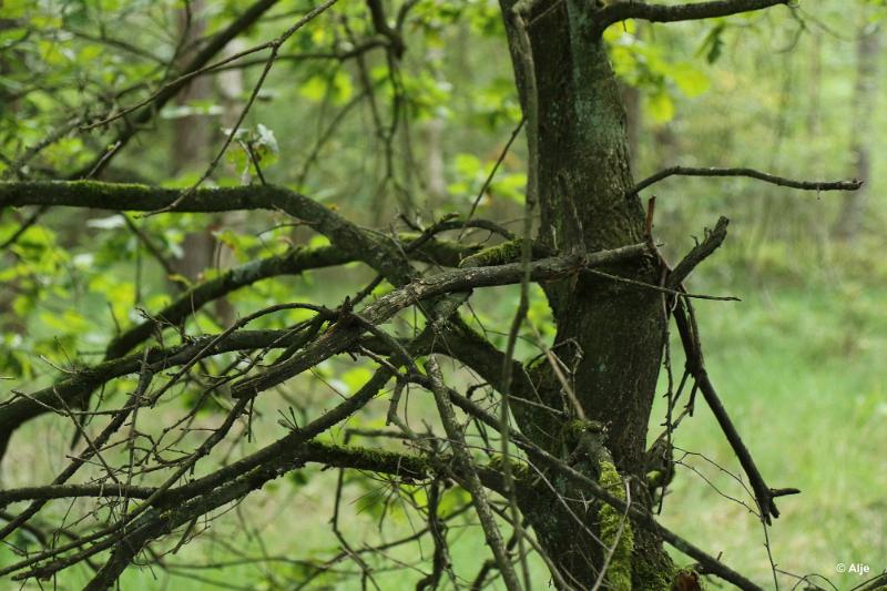 bdDroogte in Brabant 2019 18.JPG - Droogte in Brabant