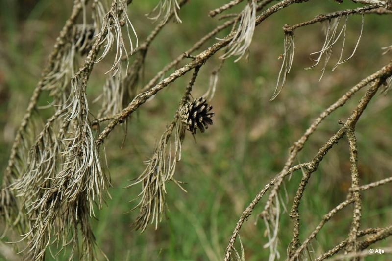 bdDroogte in Brabant 2019 22.JPG - Droogte in Brabant