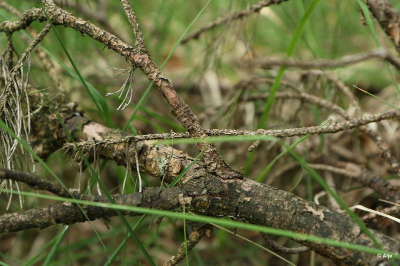 bdDroogte in Brabant 2019 23.JPG - Droogte in Brabant