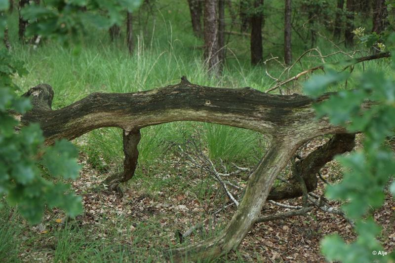 bdDroogte in Brabant 2019 26.JPG - Droogte in Brabant