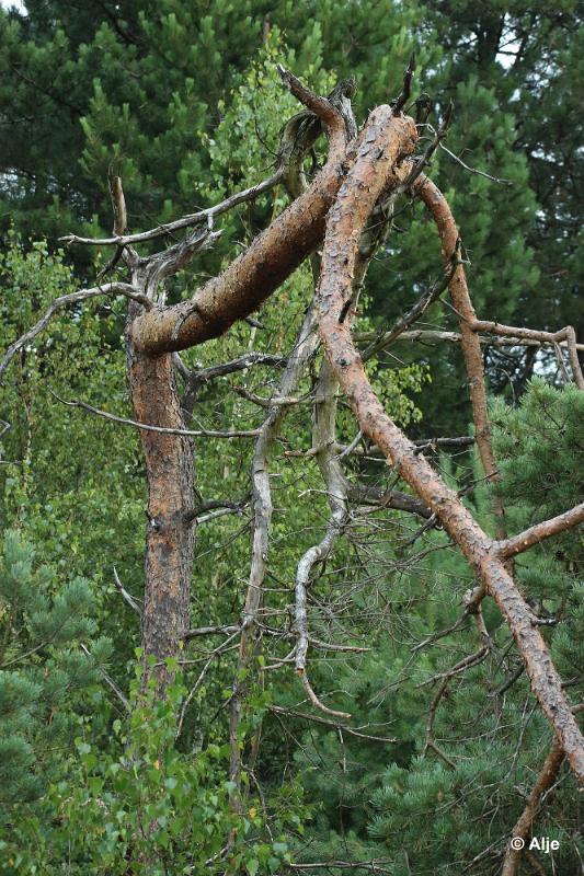 bdDroogte in Brabant 2019 27.JPG - Droogte in Brabant