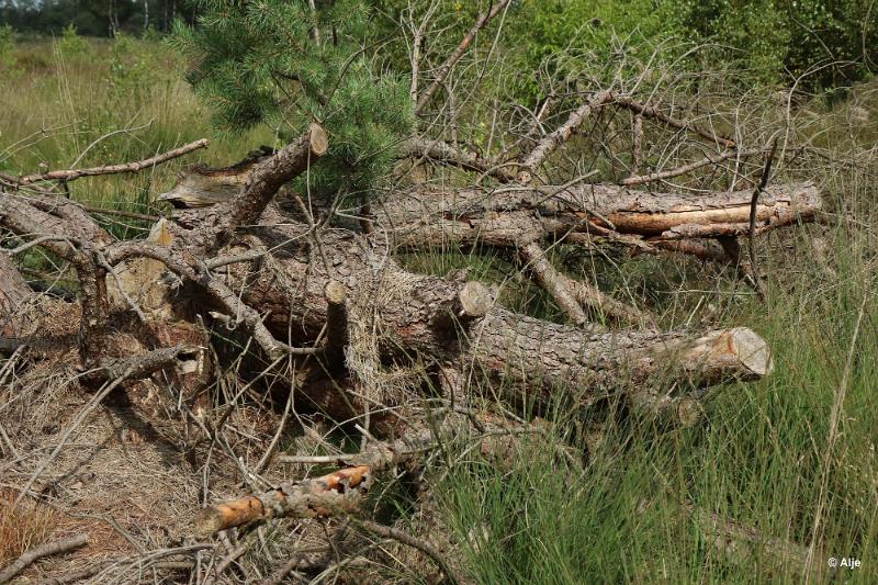 bdDroogte in Brabant 2019 28.JPG - Droogte in Brabant