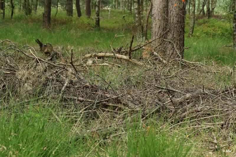 bdDroogte in Brabant 2019 30.JPG - Droogte in Brabant