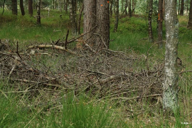 bdDroogte in Brabant 2019 31.JPG - Droogte in Brabant