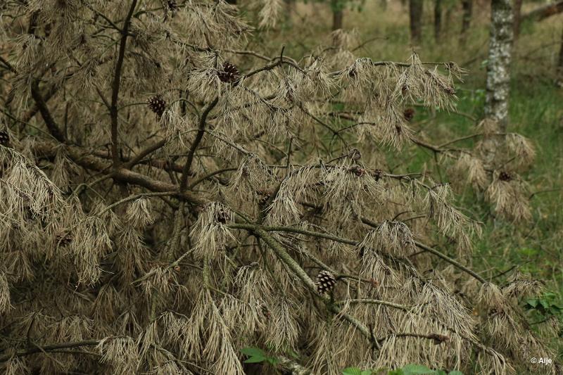 bdDroogte in Brabant 2019 33.JPG - Droogte in Brabant