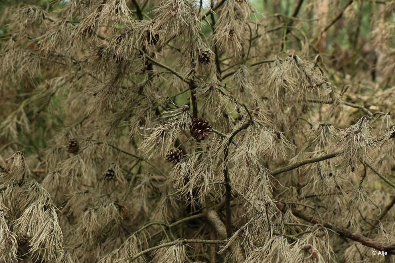 bdDroogte in Brabant 2019 34.JPG - Droogte in Brabant