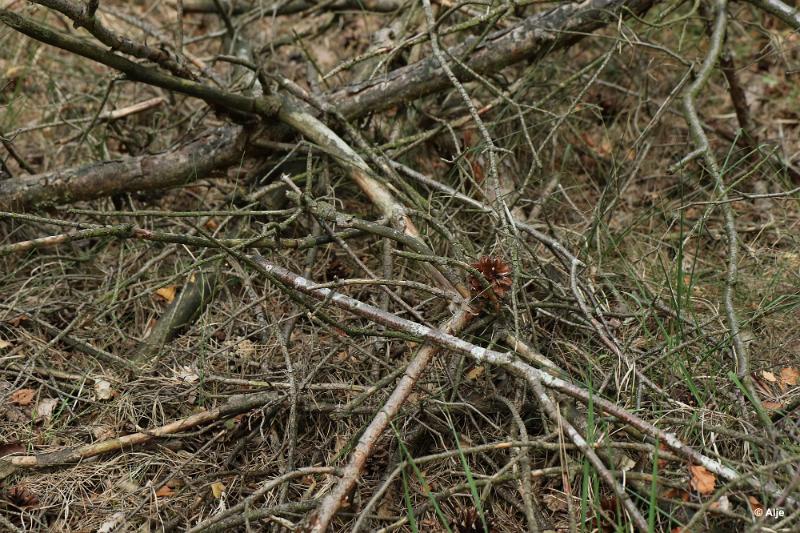 bdDroogte in Brabant 2019 35.JPG - Droogte in Brabant