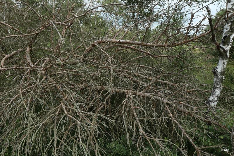 bdDroogte in Brabant 2019 38.JPG - Droogte in Brabant