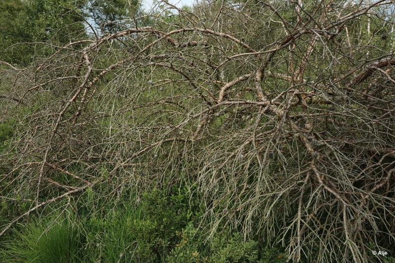 bdDroogte in Brabant 2019 39.JPG - Droogte in Brabant