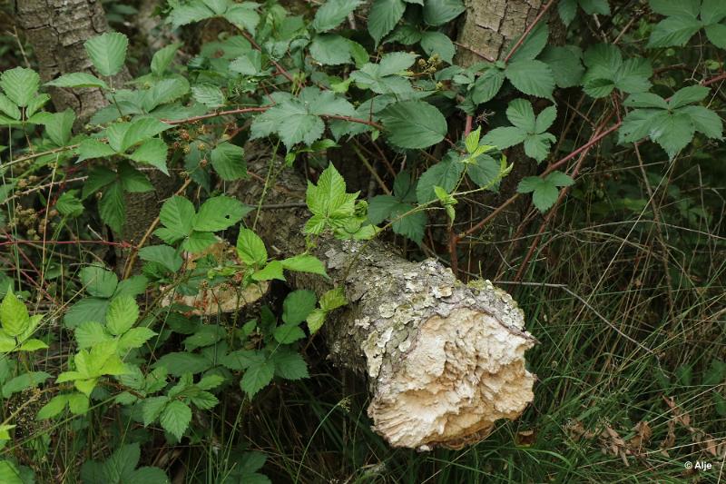 bdDroogte in Brabant 2019 42.JPG - Droogte in Brabant