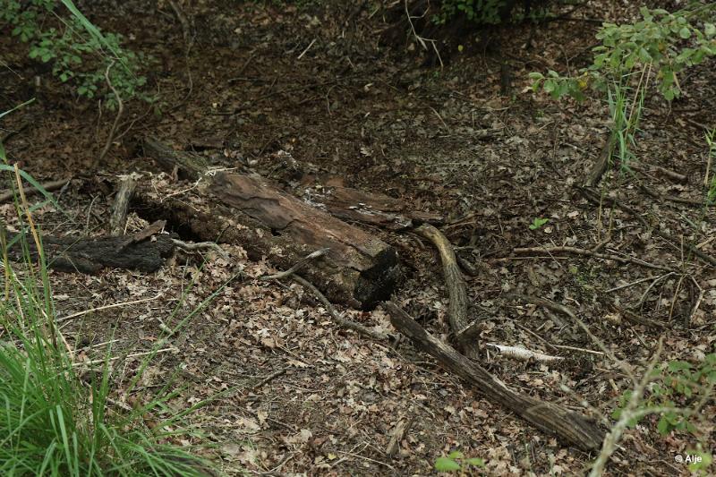 bdDroogte in Brabant 2019 45.JPG - Droogte in Brabant