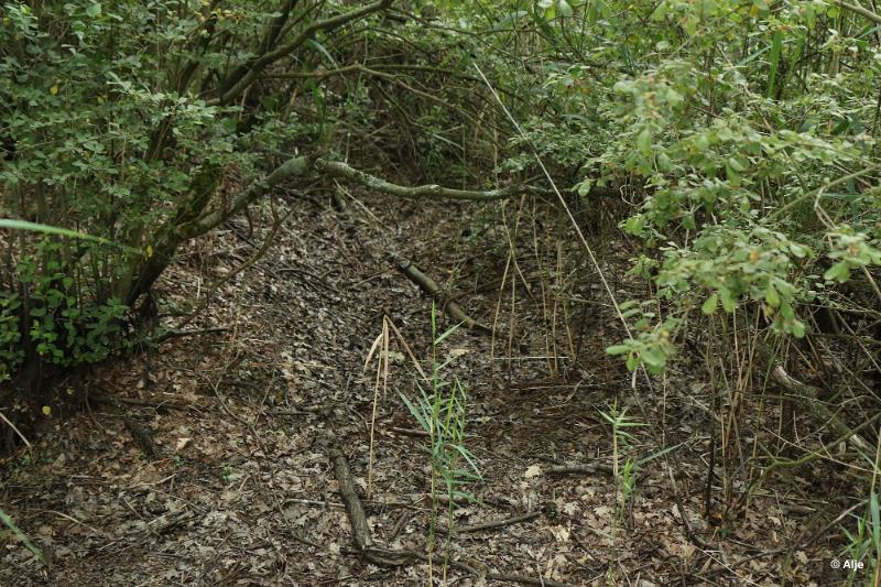 bdDroogte in Brabant 2019 46.JPG - Droogte in Brabant