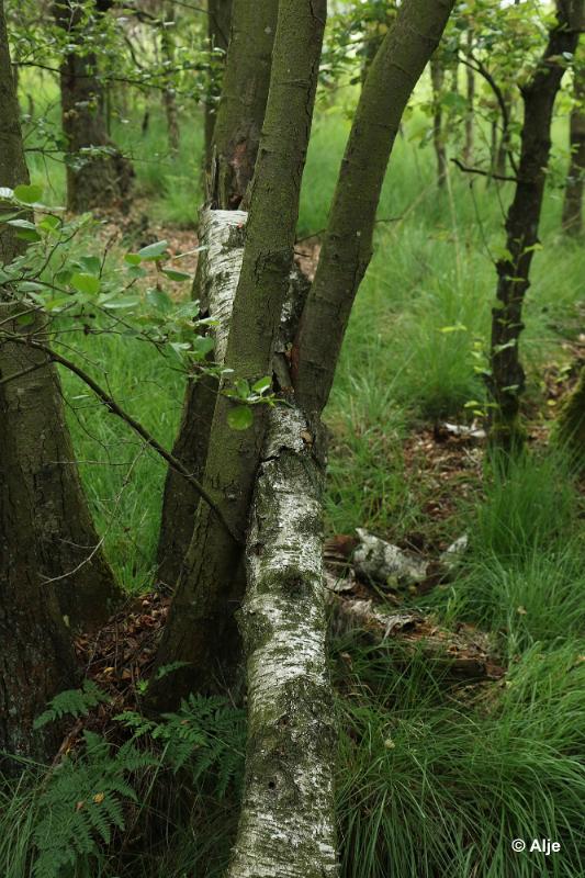 bdDroogte in Brabant 2019 47.JPG - Droogte in Brabant