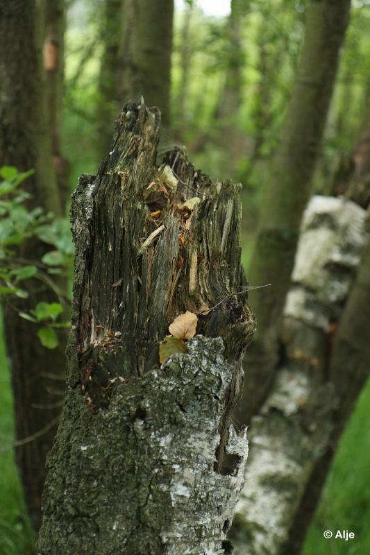 bdDroogte in Brabant 2019 48.JPG - Droogte in Brabant