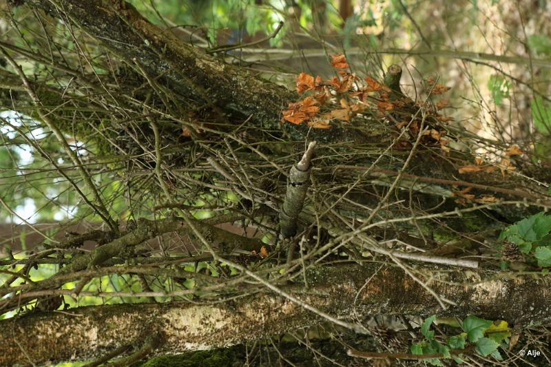 bdDroogte in Brabant 2019 51.JPG - Droogte in Brabant