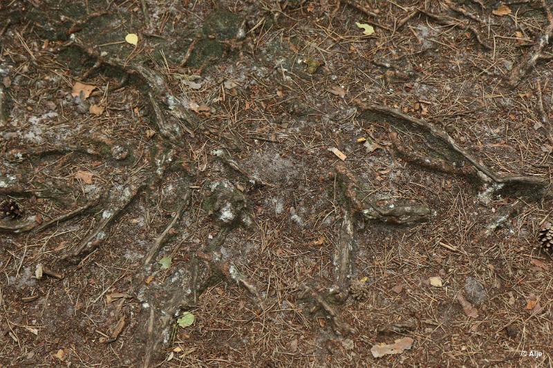 bdDroogte in Brabant 2019 52.JPG - Droogte in Brabant