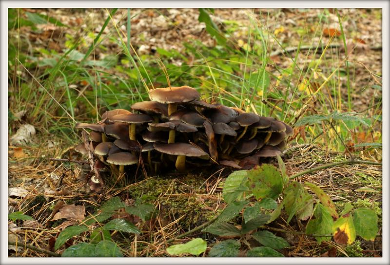 0H0A0034-001.JPG - Paddenstoelen 2019