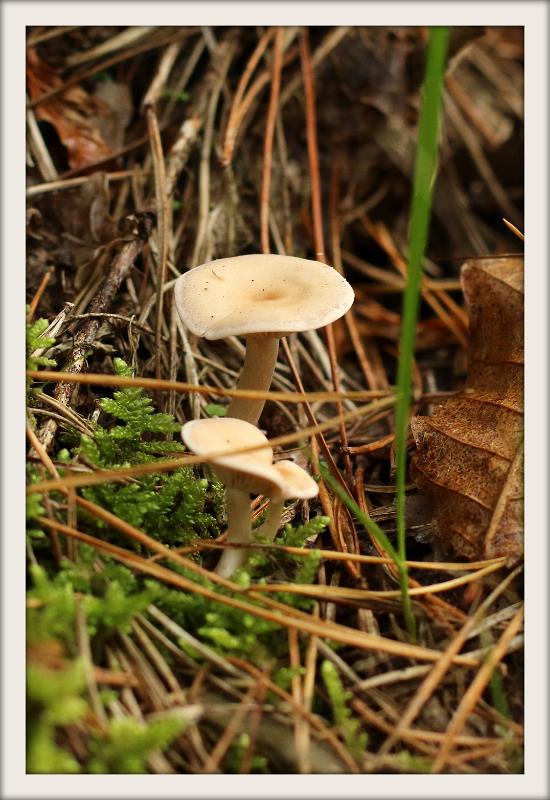 0H0A0039-001.JPG - Paddenstoelen 2019