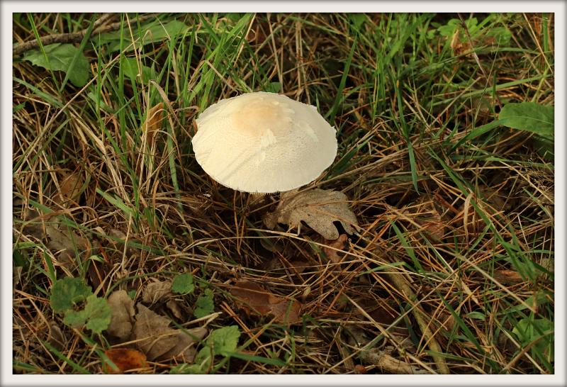 0H0A0077-001.JPG - Paddenstoelen 2019