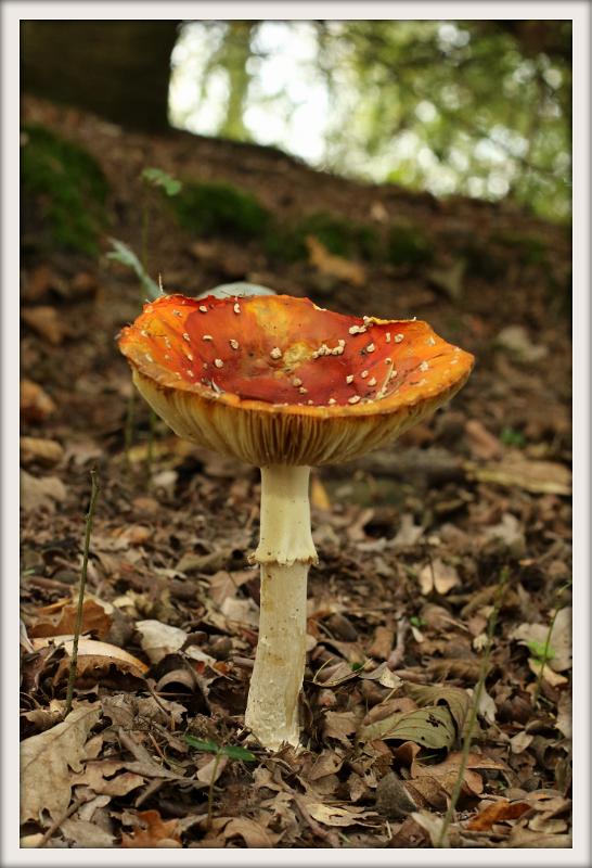 0H0A0111-001.JPG - Paddenstoelen 2019